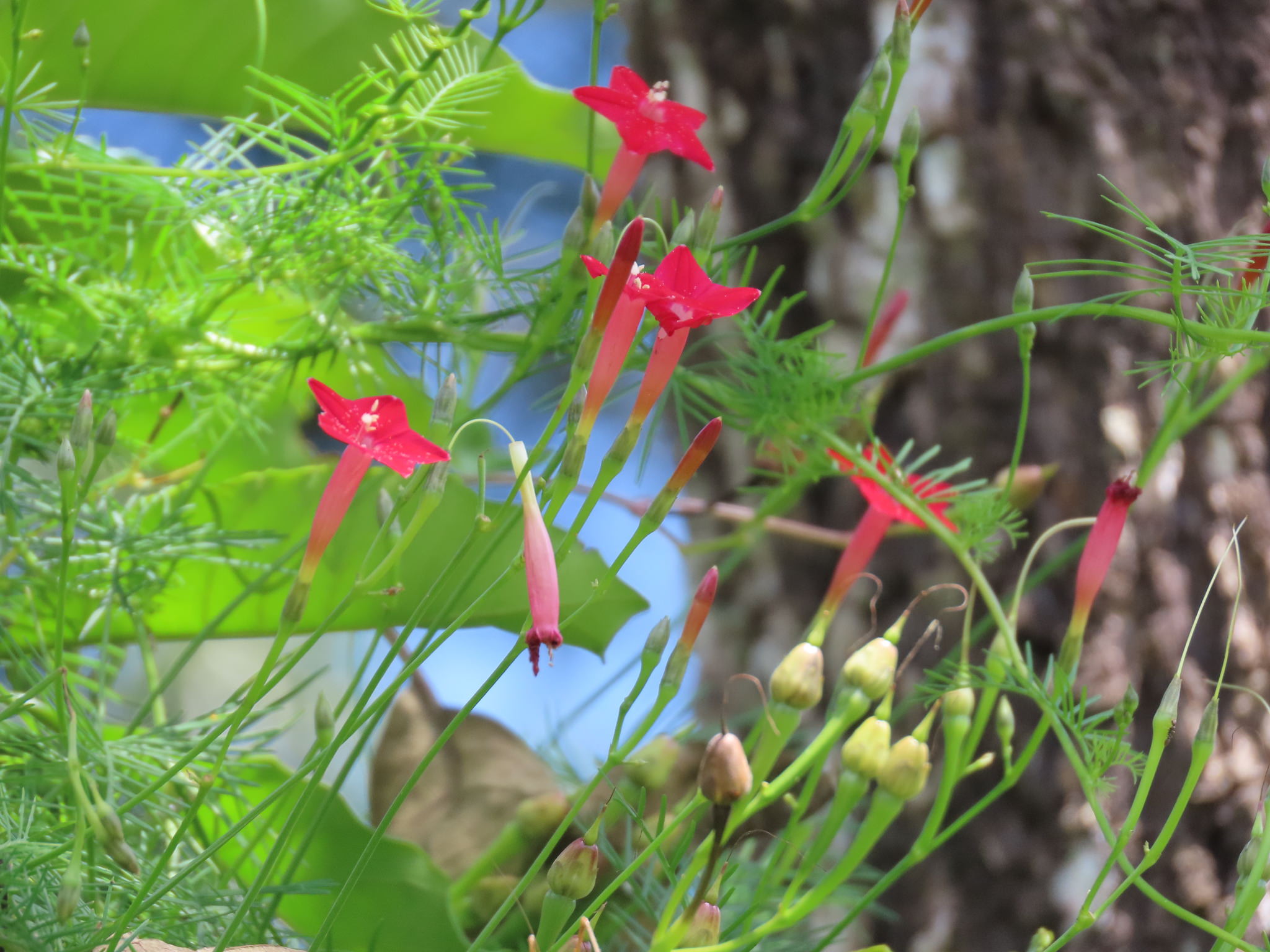 Ipomoea quamoclit